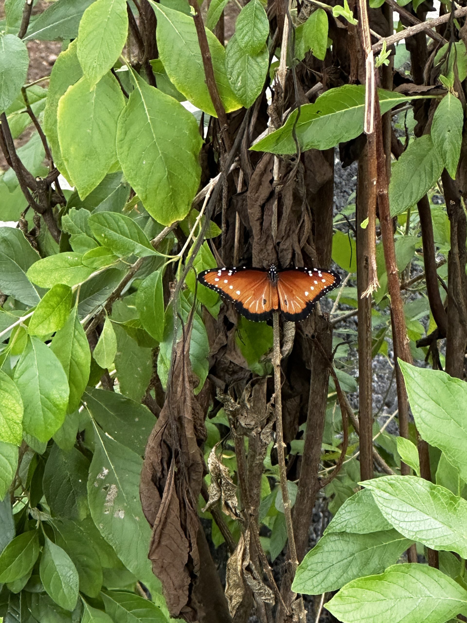 20240426_214402701_iOS