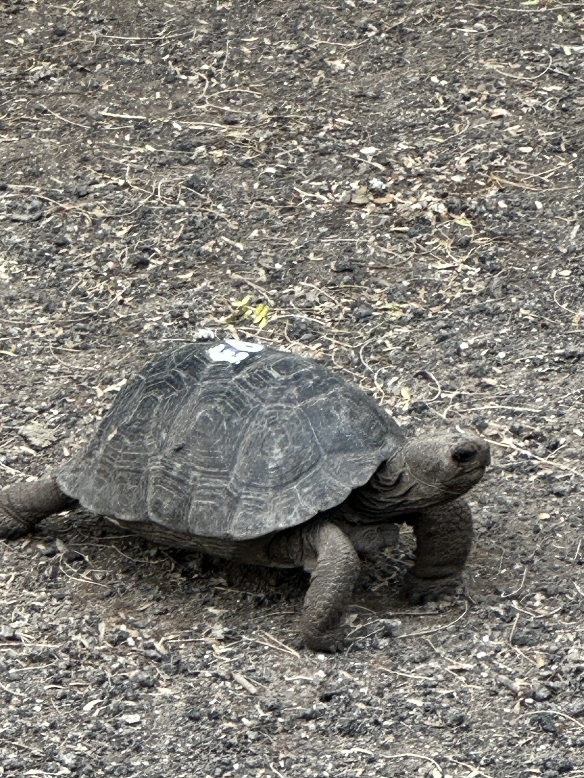 The Land of the Tortoise