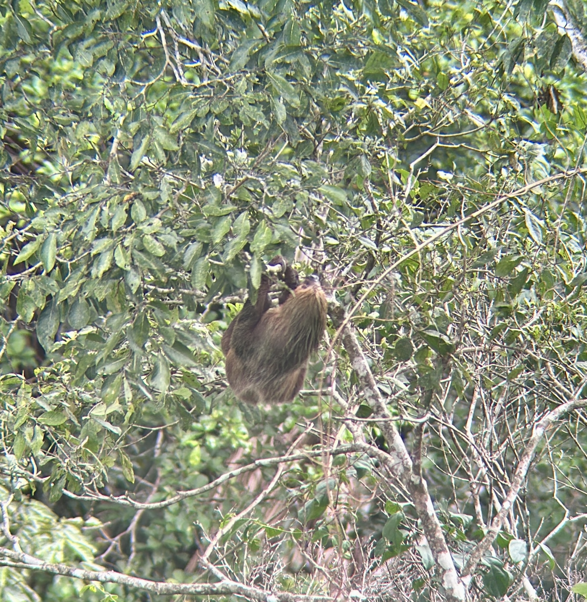 Sounds of the Jungle