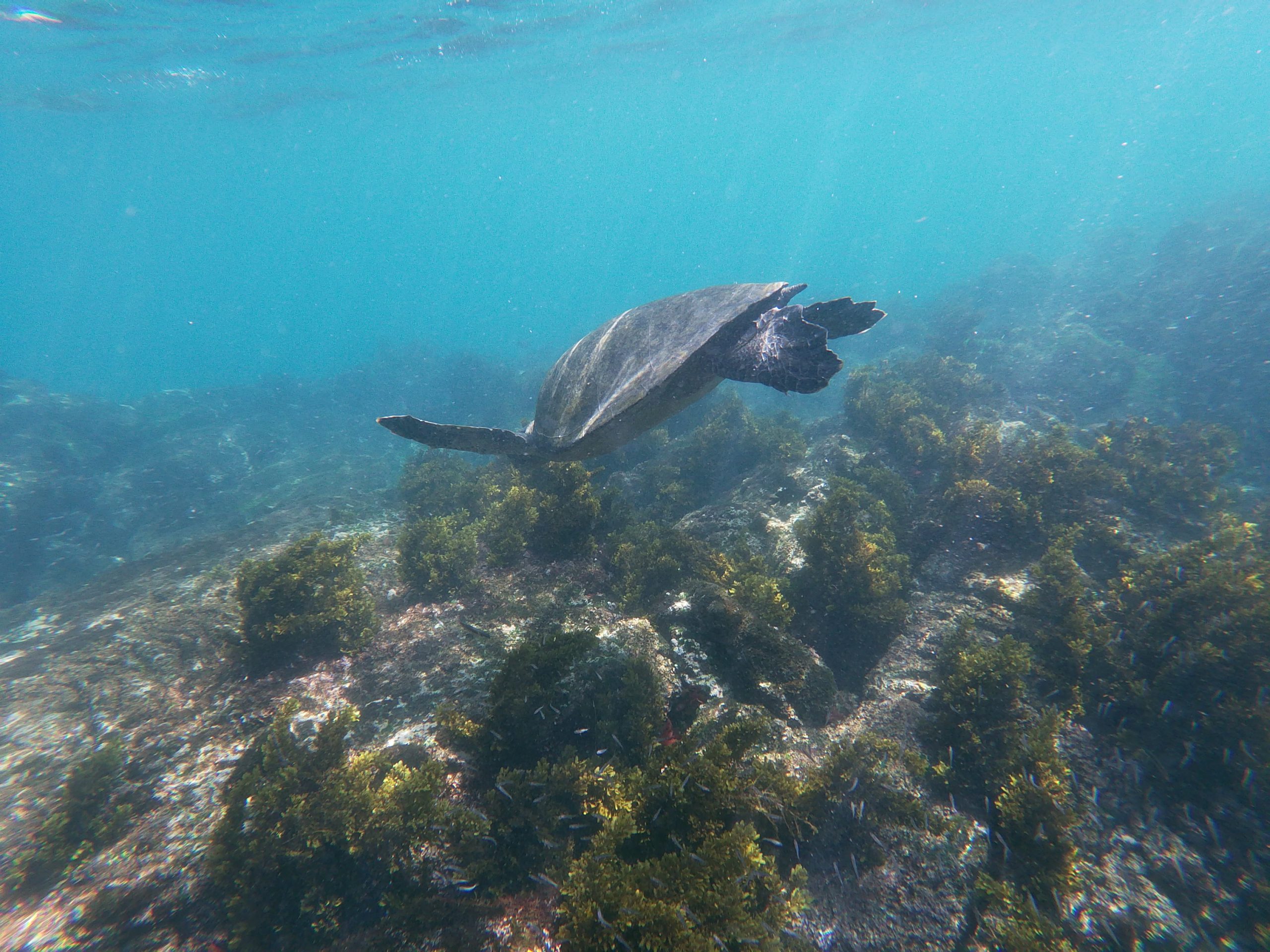 t/sdcard/DCIM/100GOPRO/GOPR0690