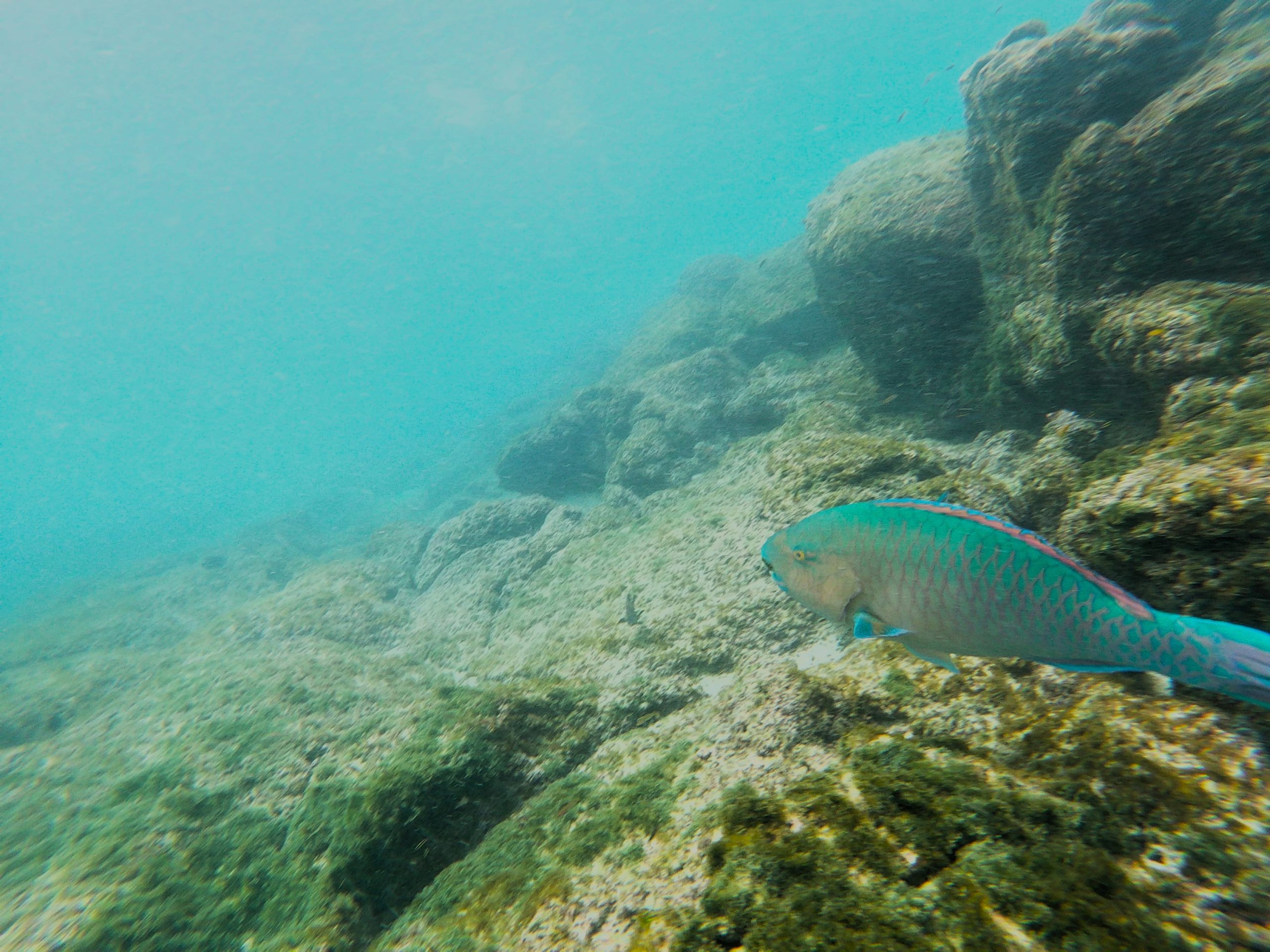 t/sdcard/DCIM/100GOPRO/GOPR0732