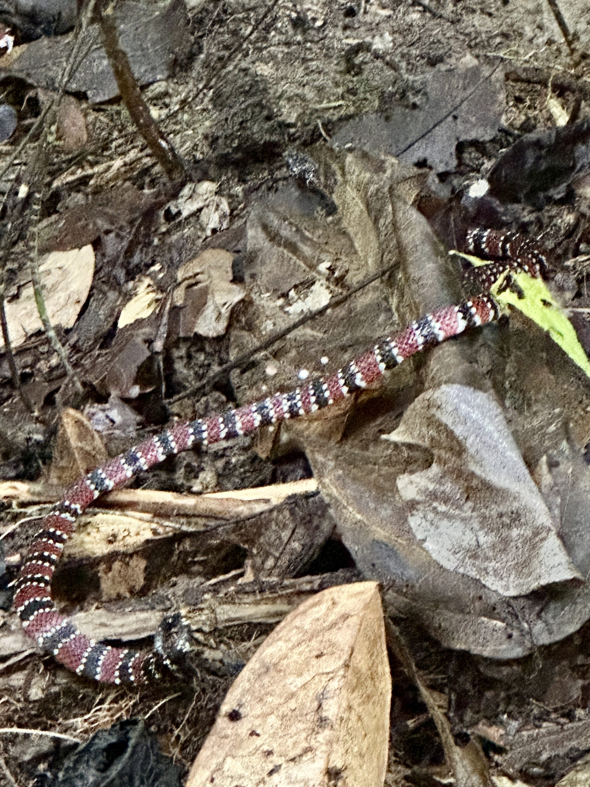 20240502_124322120_iOS