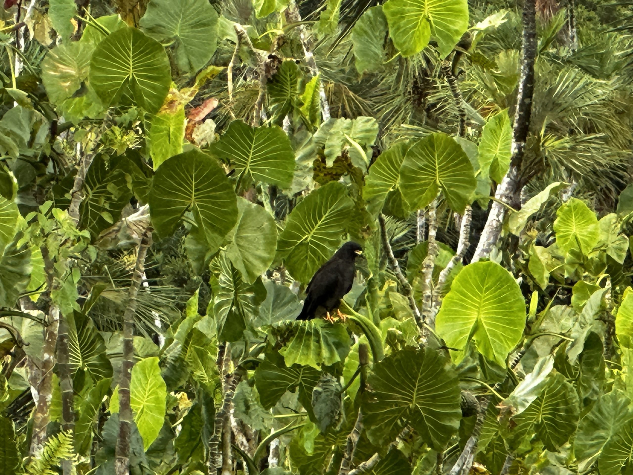 20240503_224153887_iOS