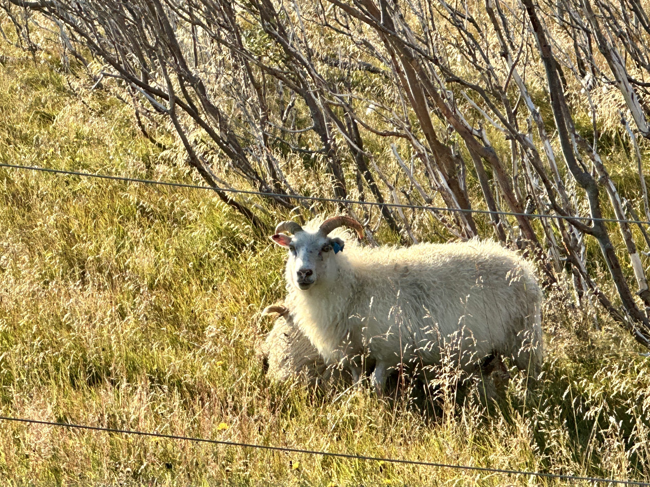 20240903_185209880_iOS