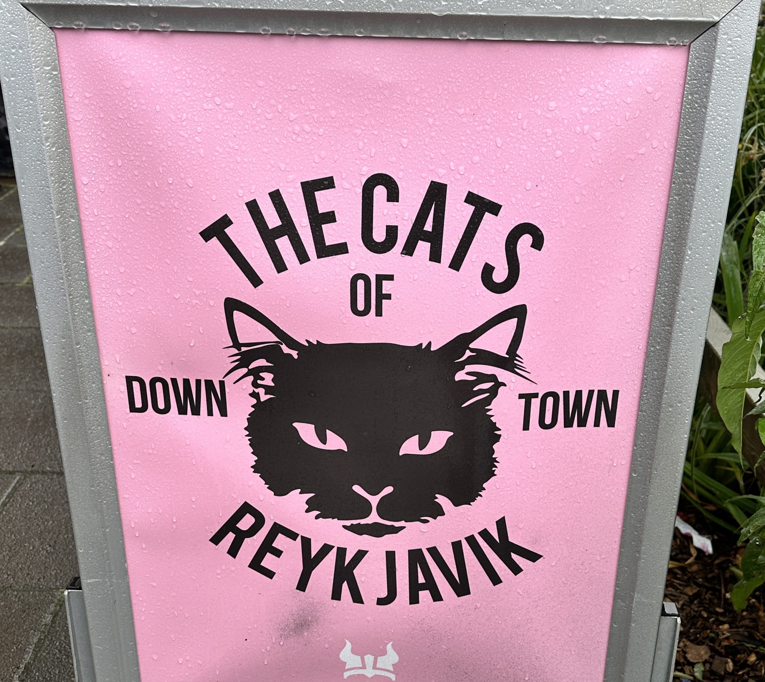 The Cats of Reykjavik