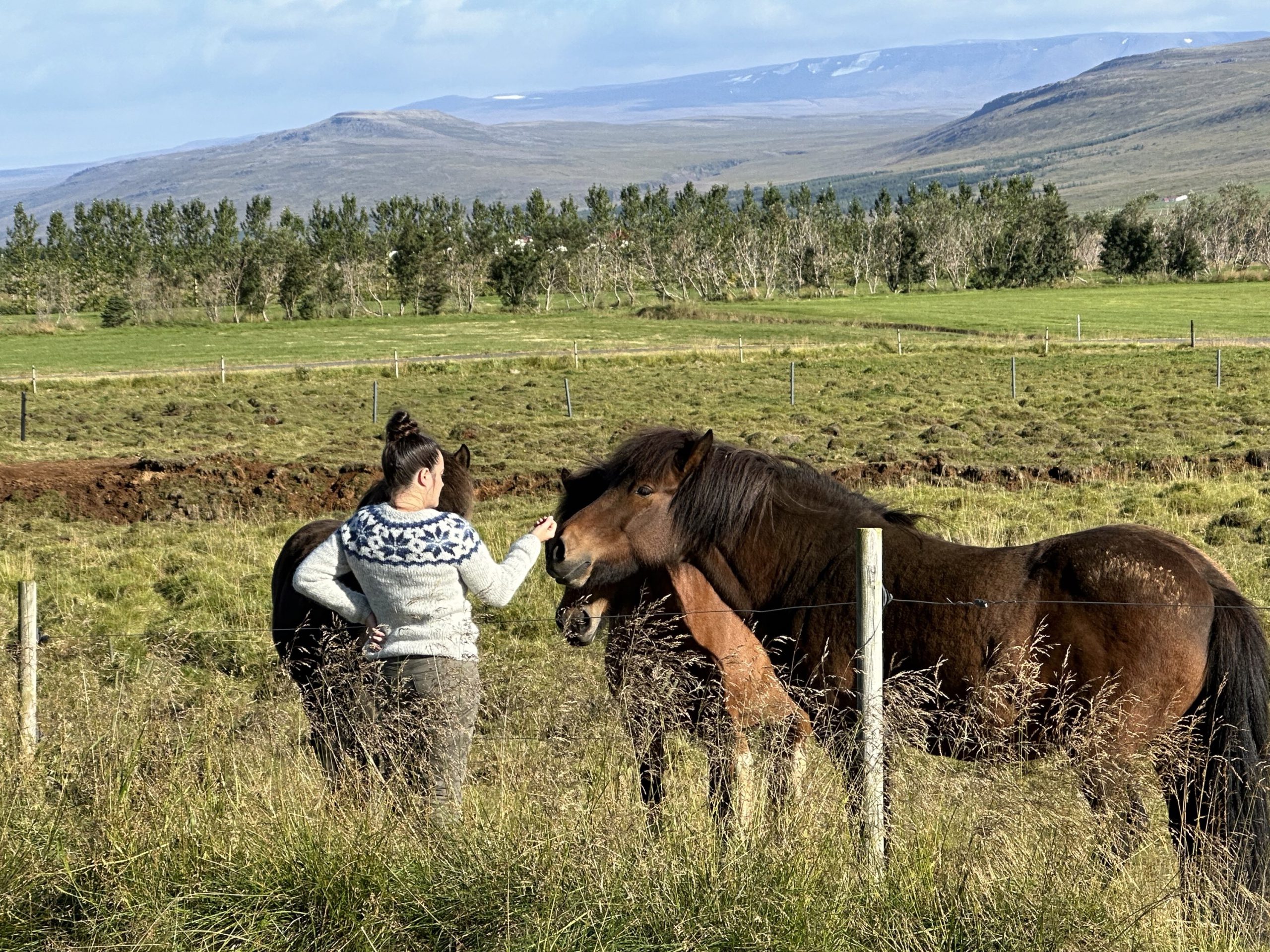 The Horses and Sheep of Iceland