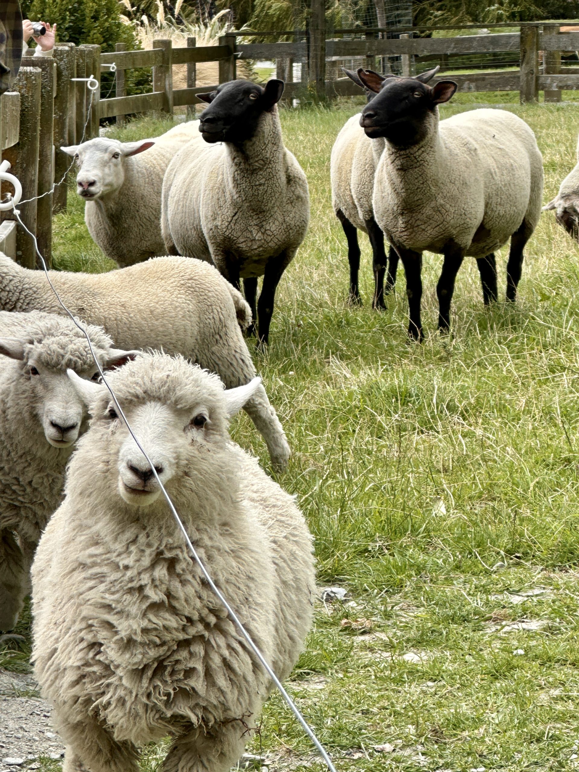 Farm Traditions of the Otago Region