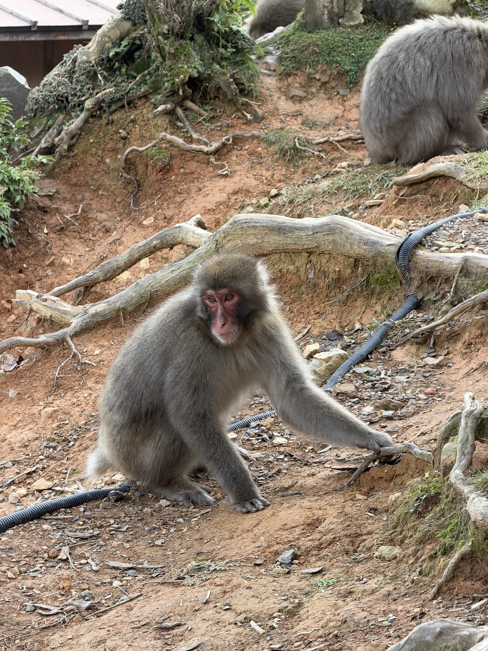 Monkey Business